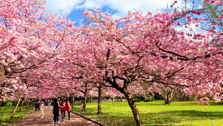 Tak Hanya Ada di Jepang, Ini Dia Rekomendasi 7 Festival Bunga Sakura dan Lokasi Taman Bunga Sakura Terindah di Korea Selatan