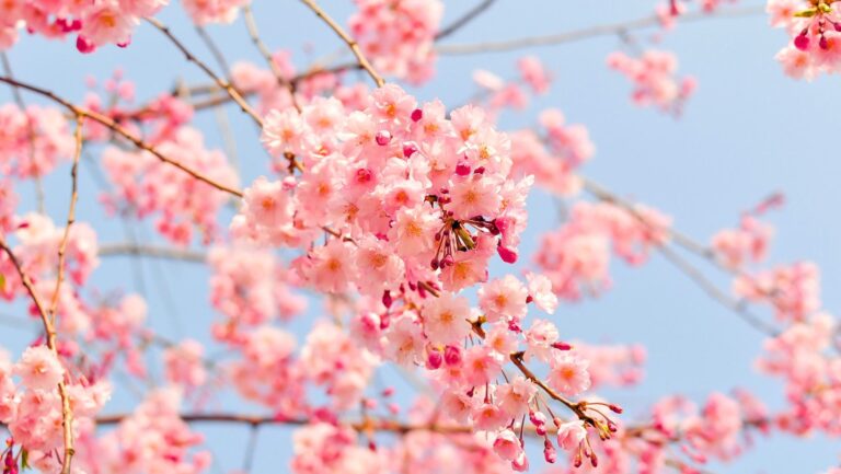 Rekomendasi Wisata: Dimana Anda bisa Menikmati Bunga Sakura di Korea