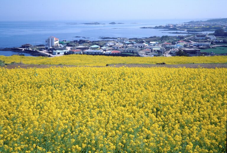 Eksplorasi Keajaiban Alam dan Budaya Jeju Island: Panduan Lengkap Liburan Imersif ke “Hawaiinya Korea”